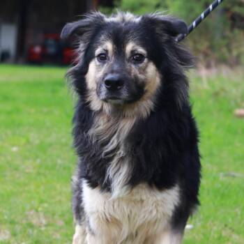 Collie and Shepherd Dogs Available for Adoption in Eastford, Connecticut - CT Sarge | PetCurious