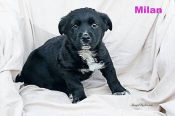 Border Collie and Dachshund Dogs Available for Adoption in Henderson, Nevada - Milan | PetCurious