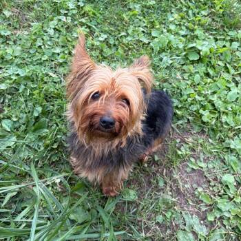 Jim -  Yorkshire Terrier and Mixed Breed Dog for Adoption in Binghamton, New York - Jim | PetCurious