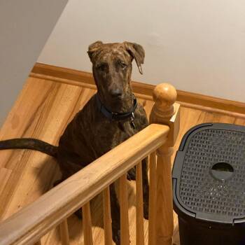Barry -  Doberman Pinscher Dog for Adoption in Northbrook, Illinois - Barry | PetCurious