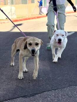 SPOT -  American Bulldog and Pit Bull Terrier Dog for Adoption in El Paso, Texas - SPOT | PetCurious
