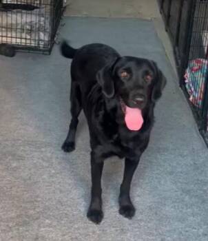 Juda -  Labrador Retriever Dog for Adoption in San Diego, California - Juda | PetCurious