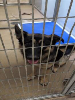 Rescue German Shepherd Dog Dogs for Adoption in Sacramento, California - A904115 | PetCurious