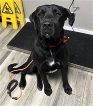 BLACKIE -  Mastiff and Labrador Retriever Dog for Adoption in Redlands, California - BLACKIE | PetCurious