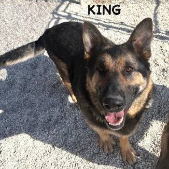 German Shepherd Dog Dogs Available for Adoption in Bowling Green, Ohio - KING | PetCurious
