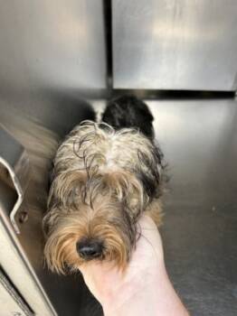 Rescue Yorkshire Terrier and Mixed Breed Dogs for Adoption in Fort Worth, Texas - 59818633 | PetCurious
