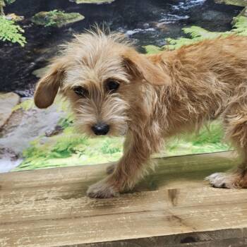 Thistle -  Yorkshire Terrier and Shih Tzu Dog for Adoption in Normal, Illinois - Thistle | PetCurious