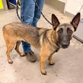 Dahlia -  Belgian Shepherd Malinois and Mixed Breed Dog for Adoption in Apache Junction, Arizona - Dahlia | PetCurious