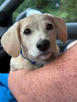 Maggie Mae -  Labrador Retriever Dog for Adoption in Gorham, Maine - Maggie Mae | PetCurious
