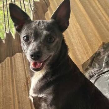 Meemaw -  Chihuahua Dog for Adoption in Hopkinton, Massachusetts - Meemaw | PetCurious