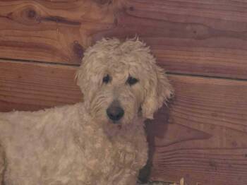 Anna -  Goldendoodle Dog Available for Adoption in Mauston, Wisconsin - Anna | PetCurious