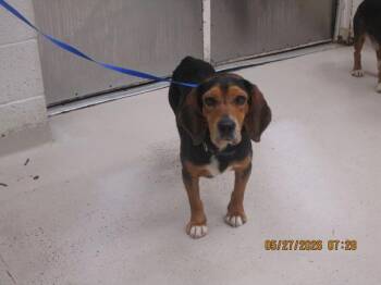 Beagle Dogs Available for Adoption in Marietta, Georgia - Cooper/brewster (825) | PetCurious