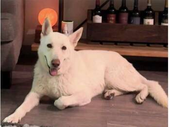 Rescue German Shepherd Dog Dogs for Adoption in Pleasant Grove, California - Bobby | PetCurious