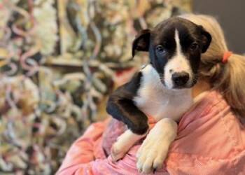Mixed Breed Dogs Available for Adoption in West Chester, Pennsylvania - Clyde | PetCurious