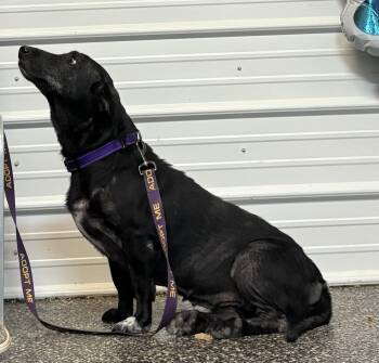 Rescue Dachshund and Black Labrador Retriever Dogs for Adoption in Mckenzie, Tennessee - Wilhelmina | PetCurious