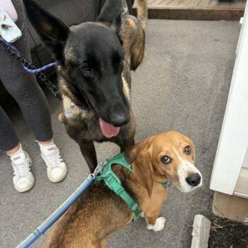 Hanna -  Mixed Breed Dog Available for Adoption in Sunderland, Ontario - Hanna | PetCurious