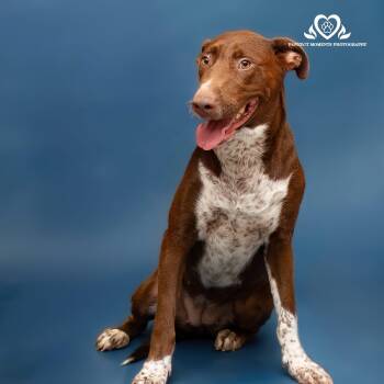 Rescue American Staffordshire Terrier and Australian Shepherd Dogs for Adoption in Houston, Texas - Snickers | PetCurious