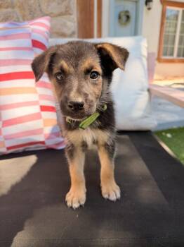 Hubly -  German Shepherd Dog Dog for Adoption in Pleasant Hill, California - Hubly | PetCurious