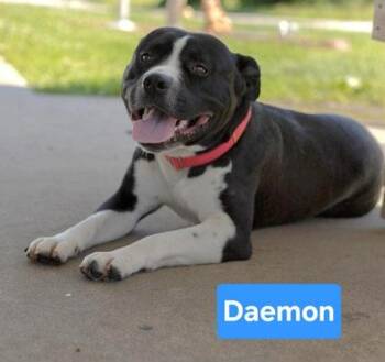 Daemon -  Staffordshire Bull Terrier and Mixed Breed Dog for Adoption in Clinton, Missouri - Daemon | PetCurious