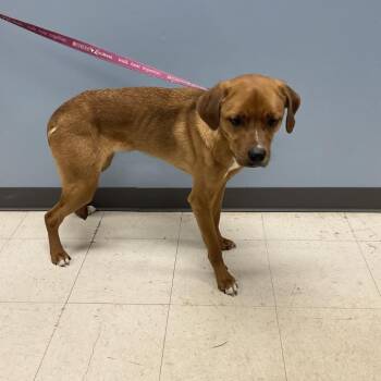 Shepherd and Mixed Breed Dogs Available for Adoption - Epiphone | PetCurious