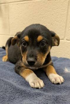 SOZIN -  Australian Cattle Dog Blue Heeler and Mixed Breed Dog for Adoption in Frisco, Colorado - SOZIN | PetCurious