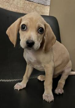 Sawyer -  Beagle and Mixed Breed Dog for Adoption in Minneapolis, Minnesota - Sawyer | PetCurious