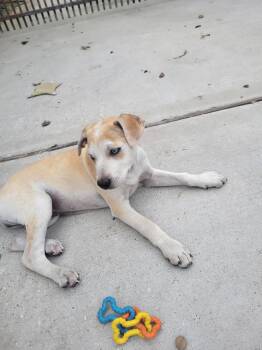 Shepherd Dogs Available for Adoption - Regina | PetCurious