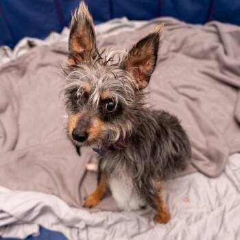 Yorkshire Terrier and Mixed Breed Dogs Available for Adoption - Freesia | PetCurious