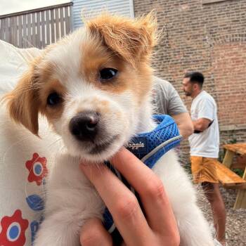 Simon -  Terrier and Maltese Dog for Adoption in Chicago, Illinois - Simon | PetCurious