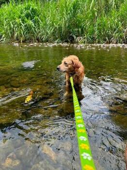 Peluche -  Labrador Retriever Dog for Adoption in North Reading, Massachusetts - Peluche | PetCurious