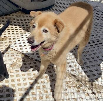 Madison -  Mixed Breed Dog for Adoption in Carson City, Nevada - Madison | PetCurious