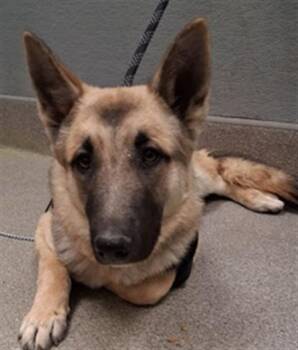 German Shepherd Dog Dogs Available for Adoption - TINTAN | PetCurious