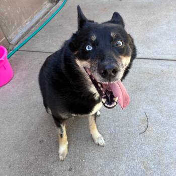 Mia -  Husky Dog for Adoption in Dixon, Illinois - Mia | PetCurious