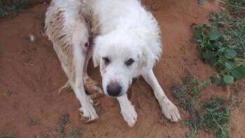 Rescue Great Pyrenees Dogs for Adoption in Anton, Texas - Yugi | PetCurious