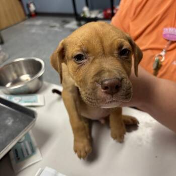 Jasper -  Mixed Breed Dog for Adoption in Saint Joseph, Missouri - Jasper | PetCurious