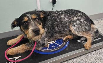 Bubba -  Terrier Dog for Adoption in Athens, Tennessee - Bubba | PetCurious