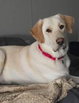 Nami -  Labrador Retriever Dog for Adoption in Elkton, Maryland - Nami | PetCurious