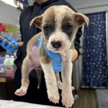 Roxy -  Mixed Breed Dog for Adoption in Summerville, South Carolina - Roxy | PetCurious