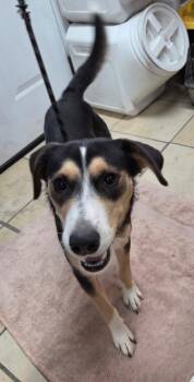 June -  Beagle and Hound Dog for Adoption in El Centro, California - June | PetCurious