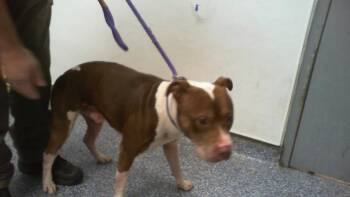 ALADDIN -  Pit Bull Terrier Dog for Adoption in Charlotte, North Carolina - ALADDIN | PetCurious