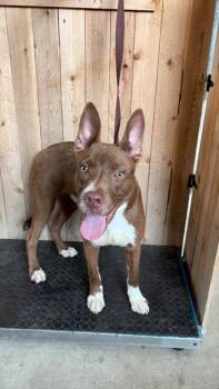 Staffordshire Bull Terrier Dogs Available for Adoption in Missouri City, Texas - Winston | PetCurious