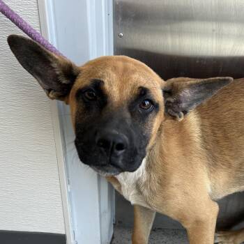 Vulpix -  Mixed Breed Dog for Adoption in Las Cruces, New Mexico - Vulpix | PetCurious