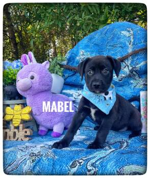 Labrador Retriever Dogs Available for Adoption in Sebring, Florida - Mabel | PetCurious