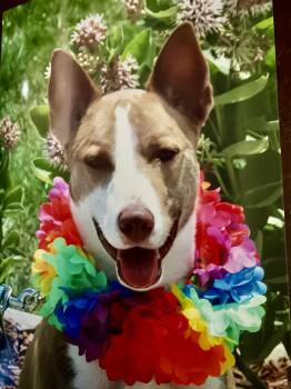 Kermie -  Yellow Labrador Retriever Dog for Adoption in Hutchinson, Kansas - Kermie | PetCurious