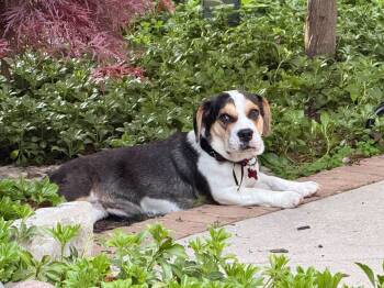 Dilly Dally -  English Bulldog and Beagle Dog for Adoption in Waukesha, Wisconsin - Dilly Dally | PetCurious