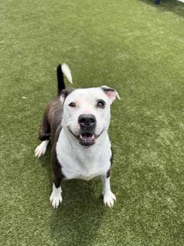 Cheddar -  Mixed Breed Dog for Adoption in Lafayette, Indiana - Cheddar | PetCurious