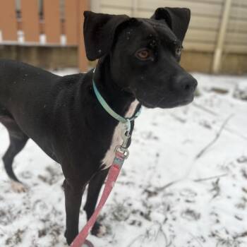 Winnie -  Mixed Breed Dog for Adoption in Winston-salem, North Carolina - Winnie | PetCurious