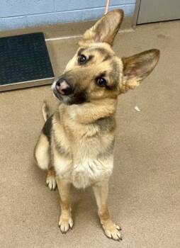 Rescue Mixed Breed Dogs for Adoption in Atlanta, Georgia - Comet | PetCurious