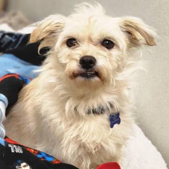 Terrier Dogs Available for Adoption in Chino Hills, California - Gandalf - City Of Industry Location | PetCurious