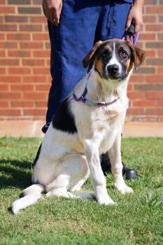 Domino -  Hound Dog for Adoption in Stillwater, Oklahoma - Domino | PetCurious